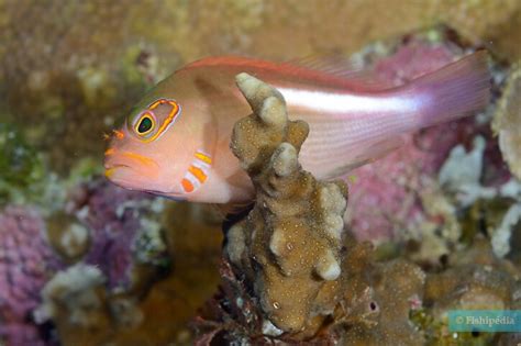 Arc Eye Hawkfish • Paracirrhites Arcatus • Fish Sheet