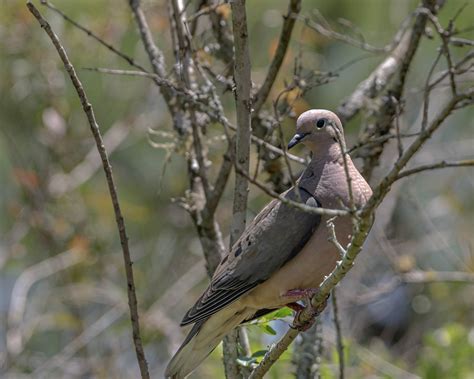 Eared Dove Bird Animal Wood Free Photo On Pixabay