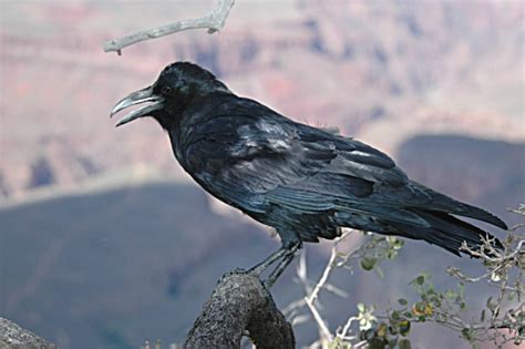Photograpgs Of Common And Chihuahuan Ravens And The Many Birds On The