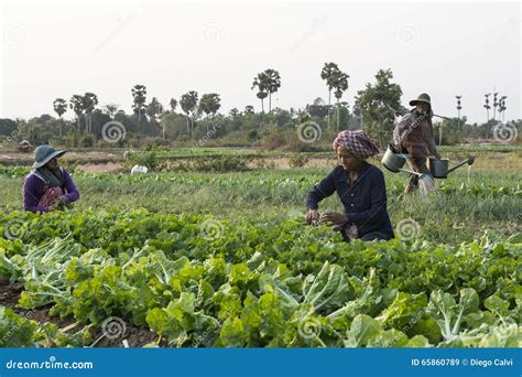 Vegetable Farmers Cultivating Fields Cambodia Editorial Stock Image