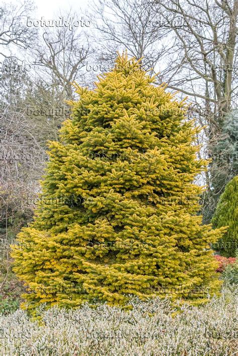 Images Abies Nordmanniana Golden Spreader Images Of Plants And