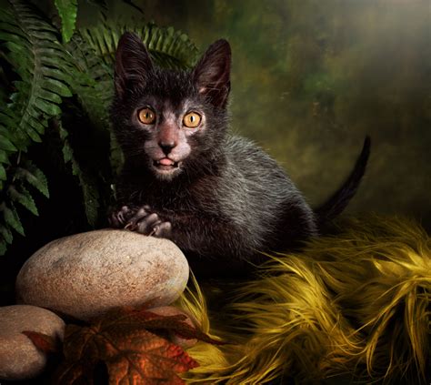 lykoi kitten - Cats Photo (38867231) - Fanpop