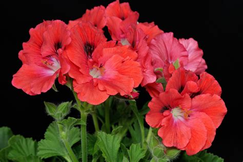 Pelargonium Grandiflorum