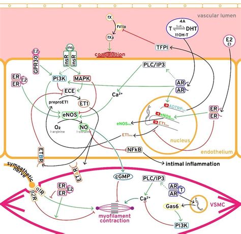 Complex Interaction Between The Sex Hormones Insulin And Vascular Download Scientific Diagram