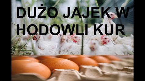 Odcinek 1255 CO TAK NAPRAWDĘ ZWIĘKSZA NIEŚNOŚĆ U DROBIU SPOSOBY NA