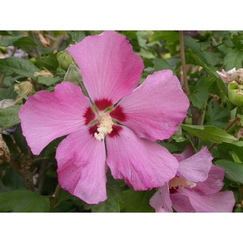 Hibiscus Syriacus Pink Giant ® Altheas Ketmies