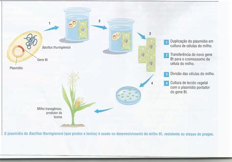 Transgenia Na Agricultura - Cidadania Aplicada: TRANSGÊNICOS - Aumento na Produção de Grãos, Frutas ...