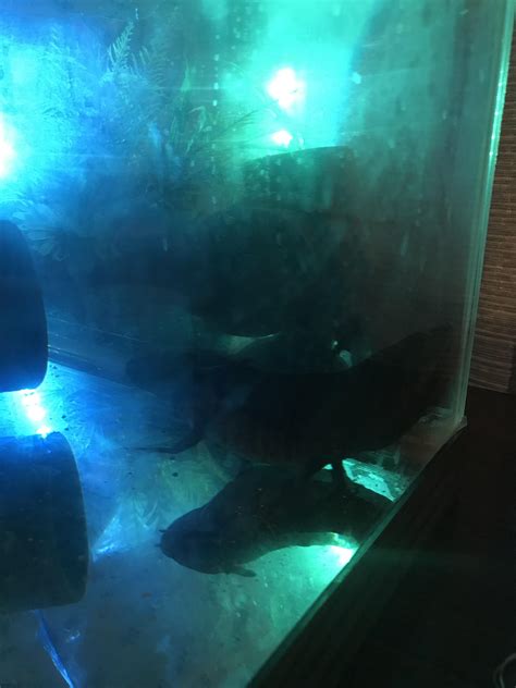 Help! My baby Bert has just been sitting like this for a couple hours