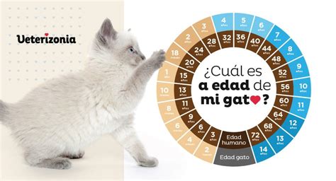 Cómo Saber La Edad De Mi Gatito ¡4 Métodos Infalibles Veterizonia