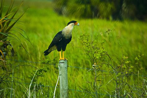 Crested Caracara Photograph By Michael Kennedy Fine Art America