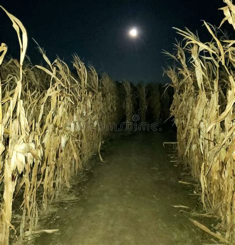 Corn Maze Night Stock Photos - Free & Royalty-Free Stock Photos from ...