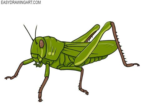 easy grasshopper drawing | Grasshopper, Easy drawings, Drawings