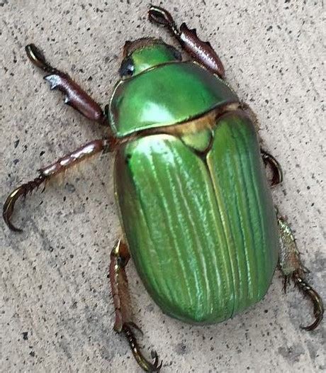 Chrysina Lecontei BugGuide Net