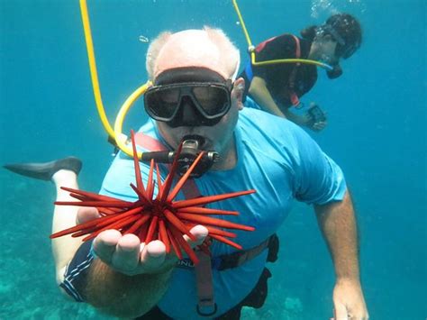 Maui Snorkeling Kihei Lo Que Se Debe Saber Antes De Viajar