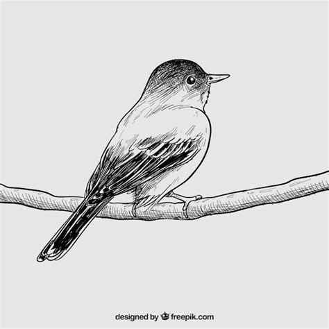 Premium Vector | Hand drawn bird