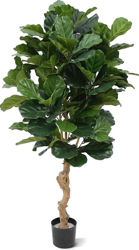 Plantje Nl Ficus Lyrata Deluxe Cm Kunstplant Bol