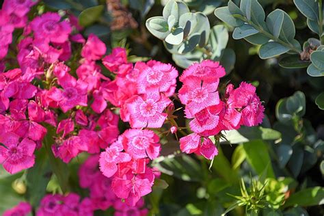 2560px Wildflowers Phlox Paniculata Eva Cullum Flowers In Spring