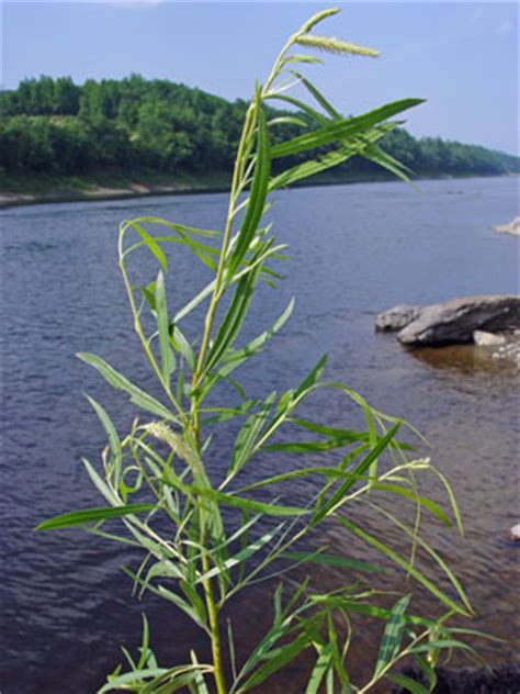 Maine Natural Areas Program Rare Plant Fact Sheet For Salix Interior