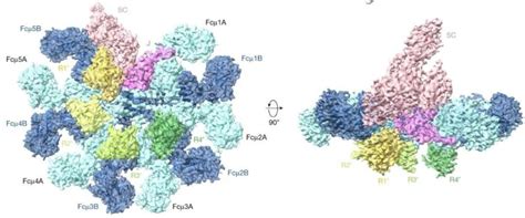 《自然》：肖俊宇研究组阐明免疫球蛋白igm被特异性受体识别的分子机制腾讯新闻