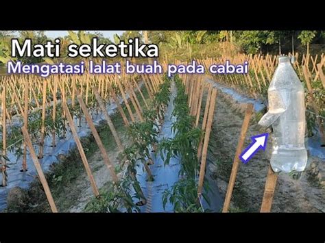 Cara Mudah Mengatasi Lalat Buah Pada Tanaman Cabai Youtube