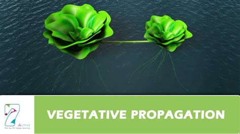 Vegetative Propagation Youtube