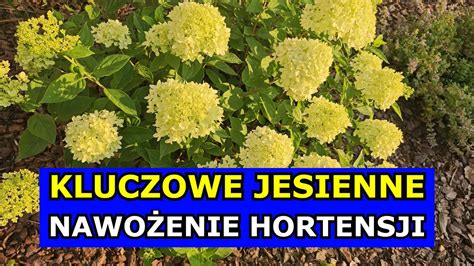 Kluczowe Jesienne Nawo Enie Hortensji Bukietowej Ogrodowej Jak