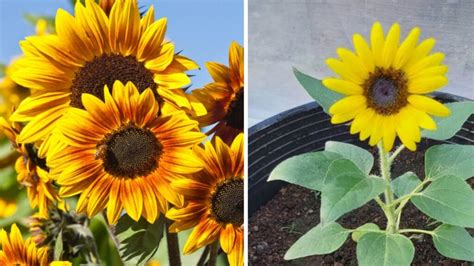 Girasole I Segreti Per La Coltivazione In Vaso E In Giardino