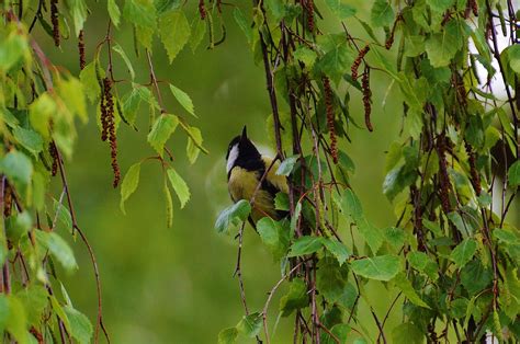 Free Images Tree Nature Branch Leaf Flower Animal Fly Wildlife