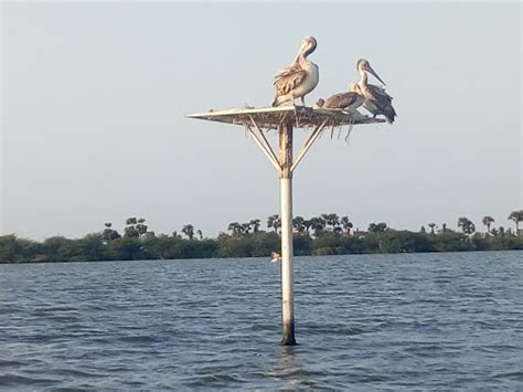 Kolleru Bird Sanctuary Eluru, West Godavari - Zoo and Wildlife ...