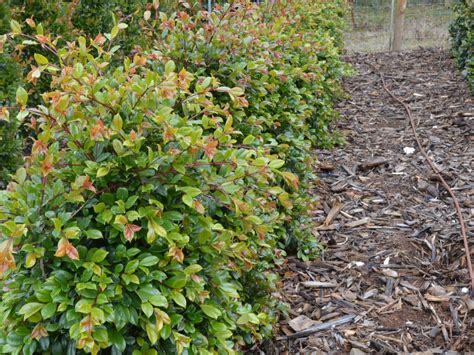 Syzygium Australe ‘resilience Lilly Pilly Gardening With Angus