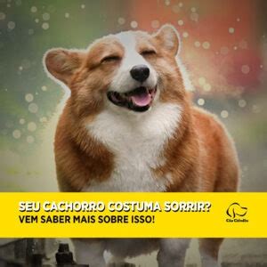 10 de agosto Dia do Protetor de Animais Cão Cidadão