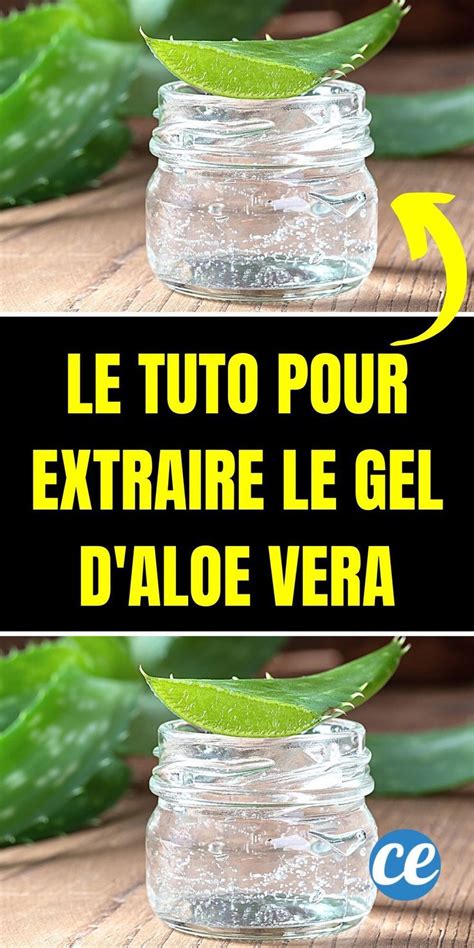 Comment Extraire Le Gel d Aloe Vera D une Plante Fraîche Facile Et