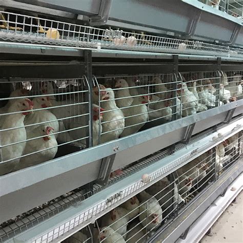 Saudi Arabia H Type Automatic Battery Chicken Cage System Indonesia