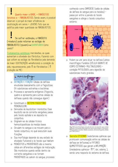 Solution Histologia Tecido Conjuntivo Adip Cart Sseo Mbl Studypool