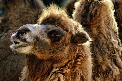 Camel Dromedary Desert Free Photo On Pixabay Pixabay