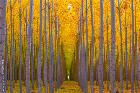 Tree Tunnel - Golden Yellow Autumn Colors in Forest Stock Photo | Adobe ...