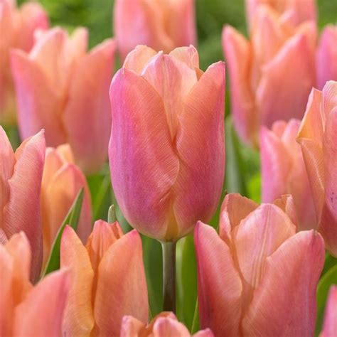 Many Pink Tulips With Green Leaves In The Background