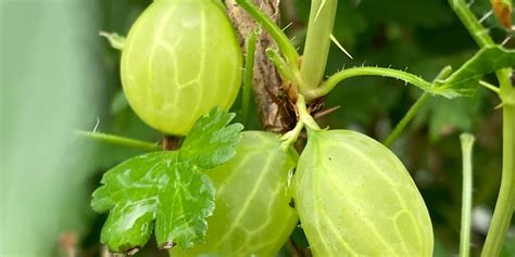 Gooseberry Plant - Invicta (Potted) - Fruit Plants from Rocket Gardens