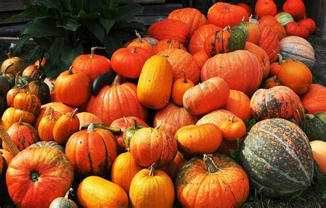 Autumn,harvest,pumpkin,vegetables,free pictures - free image from ...