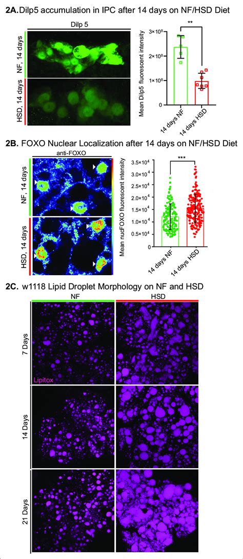 Drosophila Insulin Like Peptide Dilp Forkhead Box O Foxo