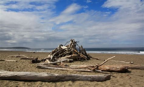 Bodega Dunes in Bodega Bay, CA - California Beaches