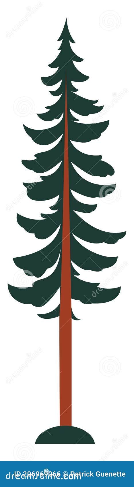 Tall Pine Tree In Realistick Style Evergreen Forest Coniferous Spruce Tree Cartoon Vector