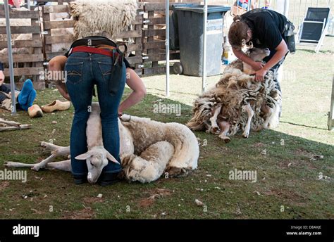 Sheep Shearing Competition Hi Res Stock Photography And Images Alamy