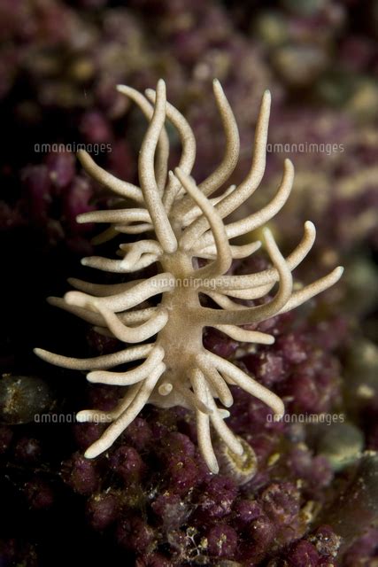 Phyllodesmium Briareum Nudibranch On Purple Hard Coral Indo