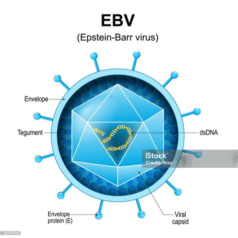 Epsteinbarr Virus Ebv Structure Stock Illustration Download Image Now