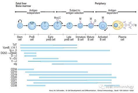 基础免疫学：b细胞发育及其调控分子 凤凰网