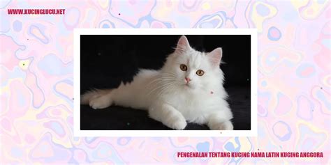 Nama Latin Kucing Anggora Fakta Menarik Dan Asal Usulnya Kucing Lucu Net