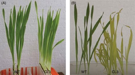 3 Wt And Cl3 Mutant Barley Seedlings 6 Days After Germination A At