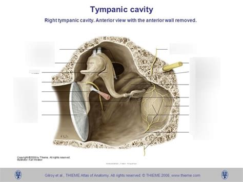 Audiology Exam 1: Tympanic Cavity Diagram | Quizlet