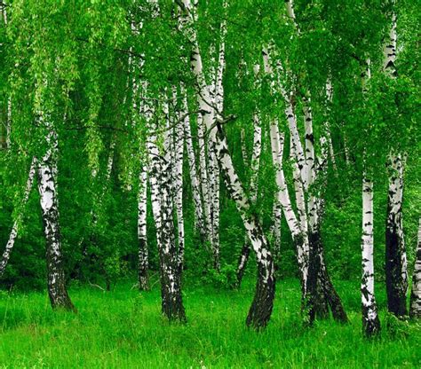 Birch: planting and care, growing from seed, species